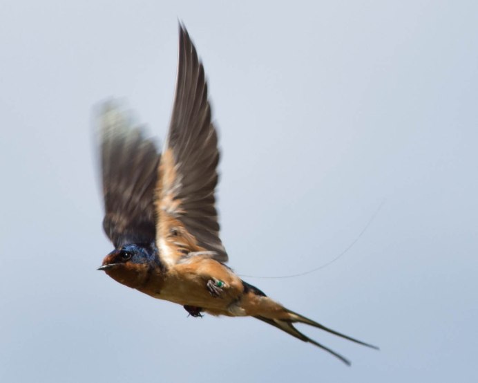 Птица в полете