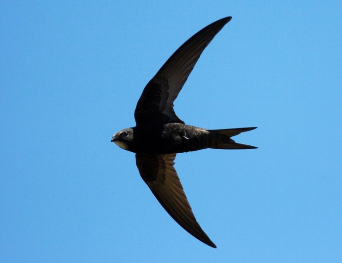 Птица черный Стриж фото
