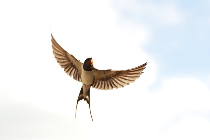 Летящие птички