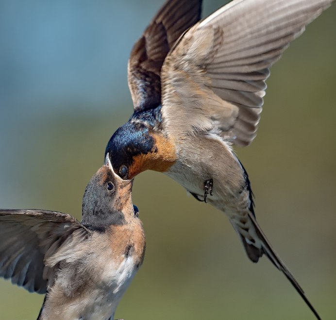 Три ласточки