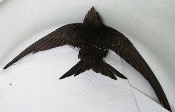 Стриж Дальневосточный