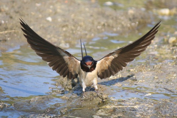 Крылья деревенской ласточки