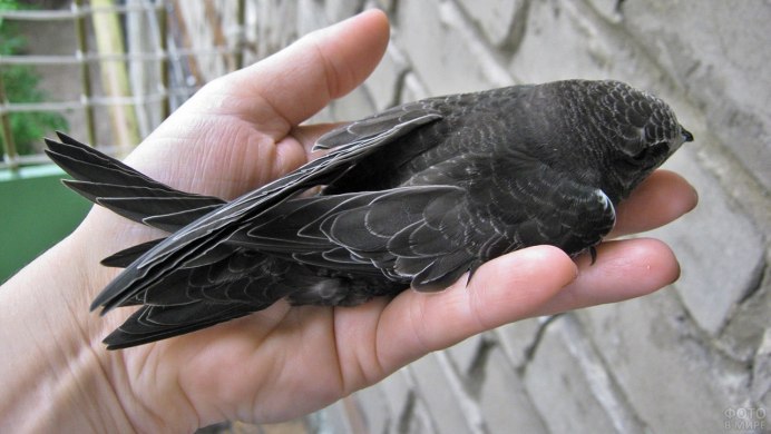 Птенец черного стрижа