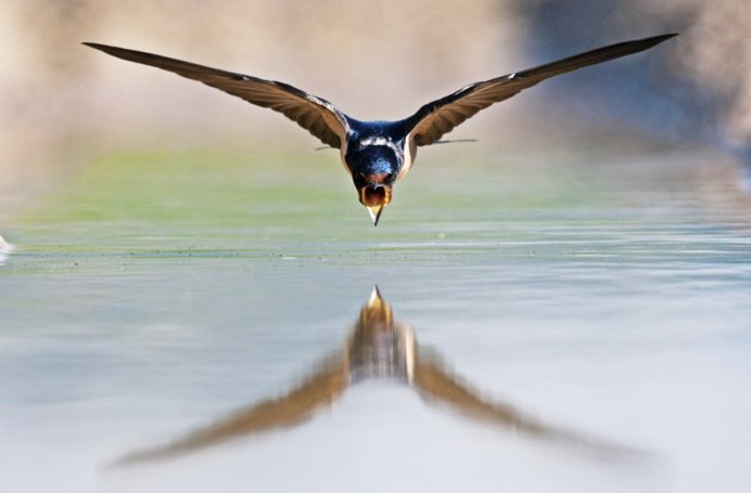 Стриж на фоне неба