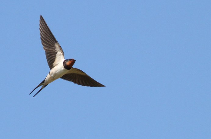 Крылья ласточки