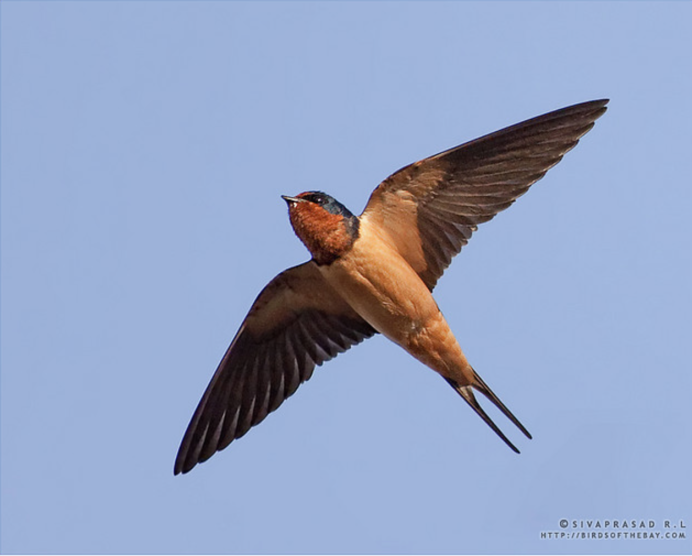 Синяя Ласточка