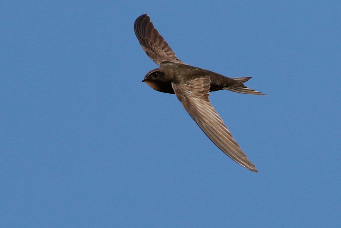 Белая крачка птица