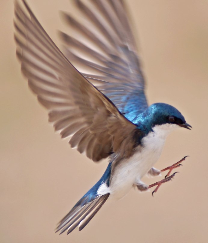 Белолобая Горная Ласточка