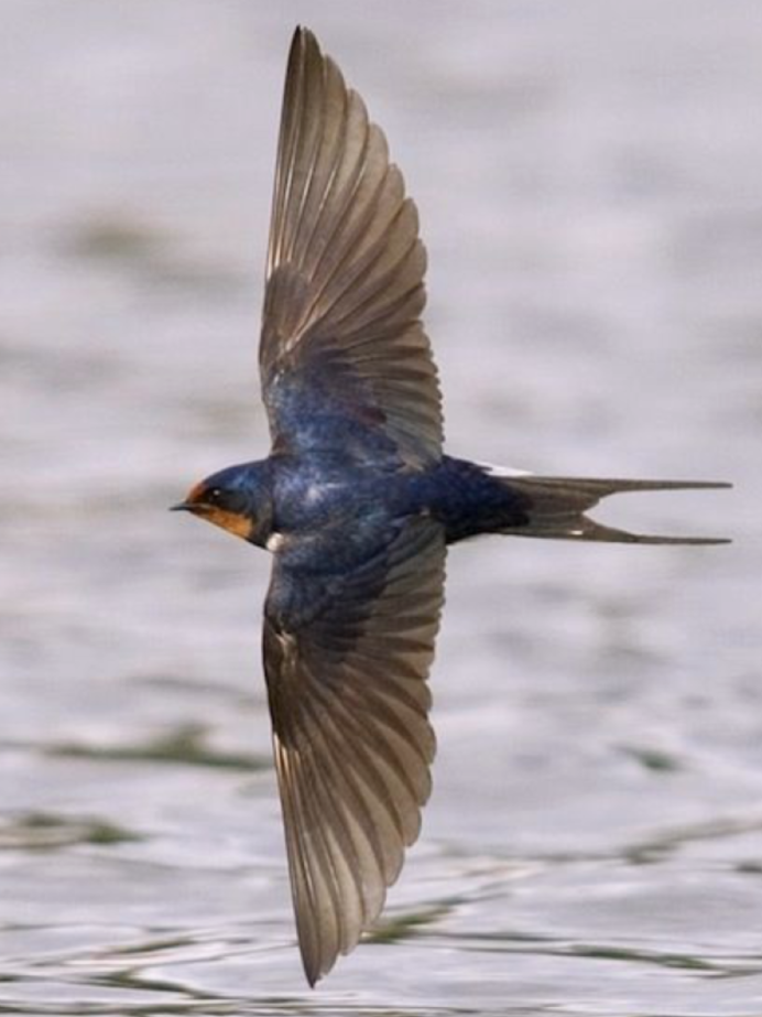Деревенская Ласточка в полете