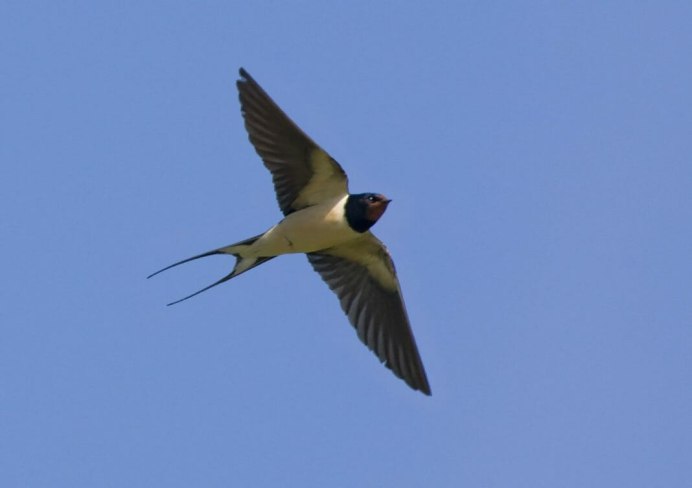 Ласточки полет