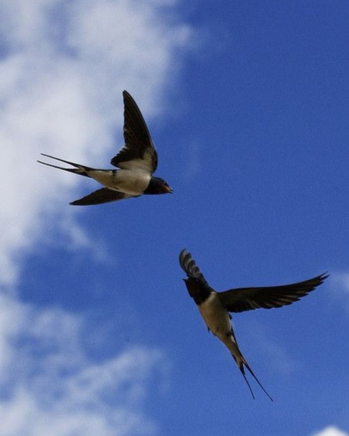 Ласточка воронок