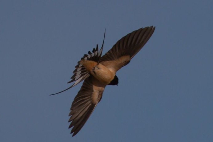 Ласточки полет