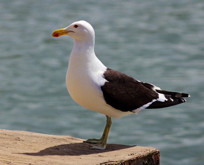 Серебристая Чайка Larus argentatus