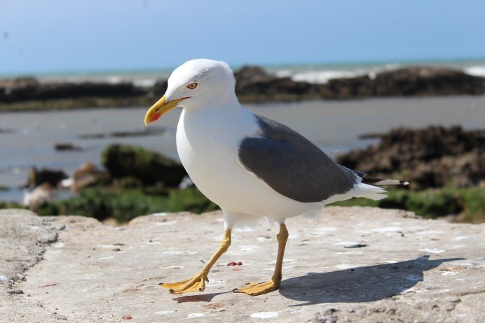 Морская Чайка Larus Marinus great Black-backed Gull