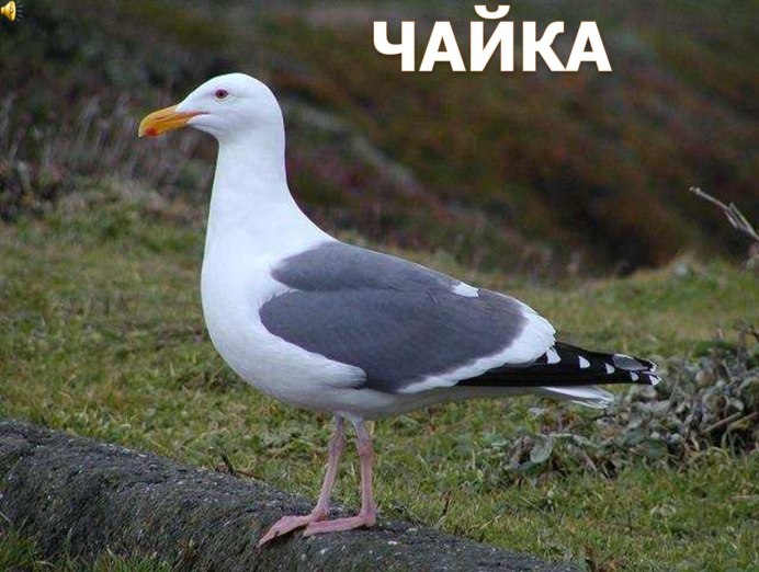 Серая Чайка большая