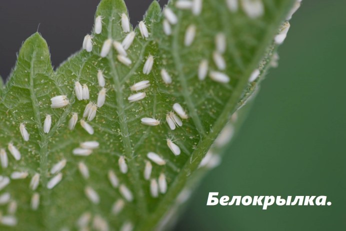 Гусеница бабочки белокрылки
