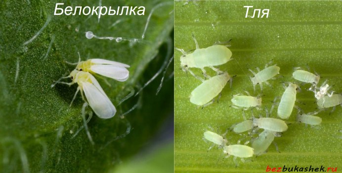 Тли трипсы паутинный клещ