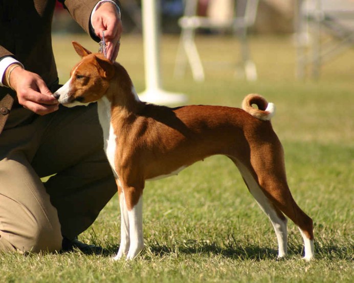 101 Dogs басенджи