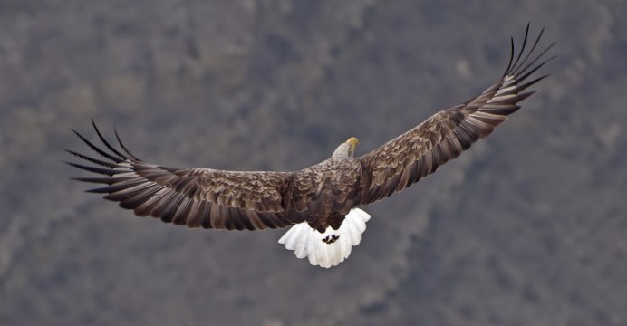 Коршун кавказский
