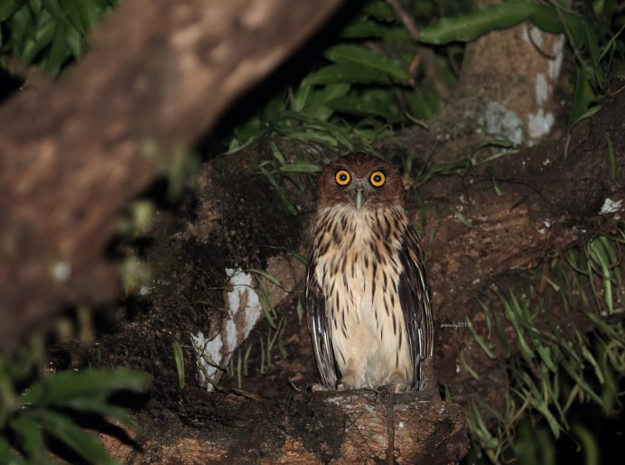Филин (the Owl) 1991