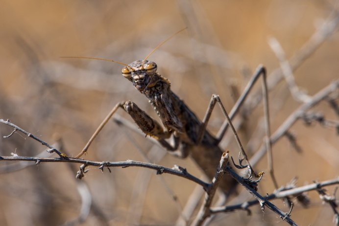Bolivaria brachyptera