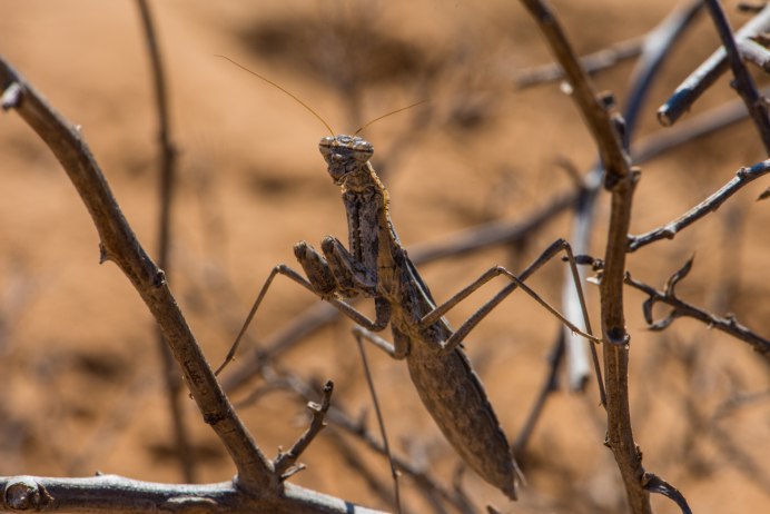 Parasphendale affinis