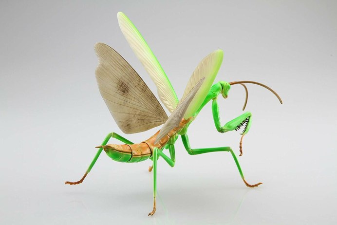 Parasphendale affinis