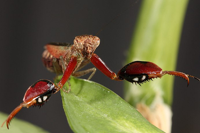 Eremiaphila zetterstedti пустынный богомол