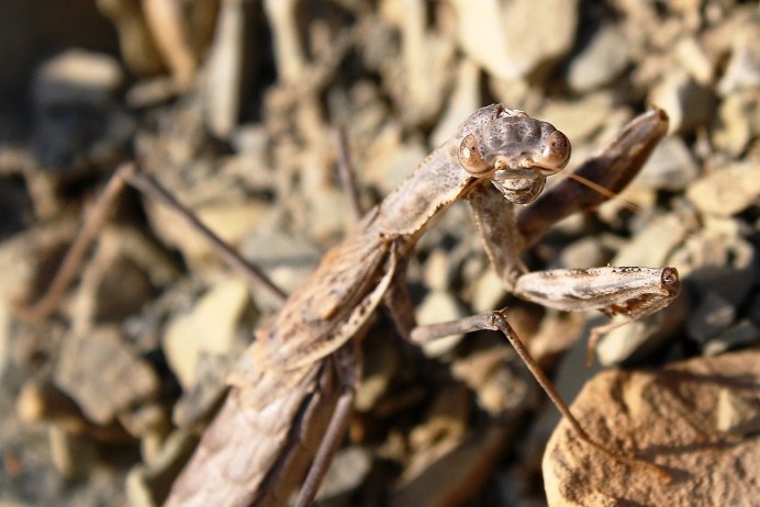 Земляной богомол (Geomantis Larvoides)