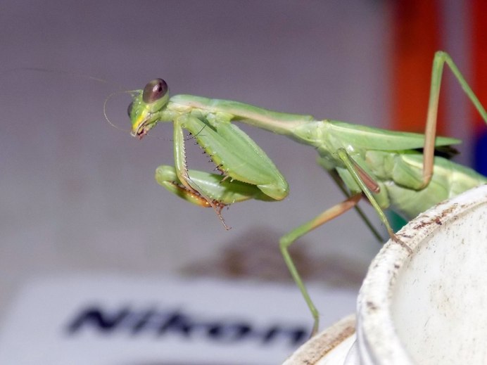 Sphodromantis SP. Blue Flash