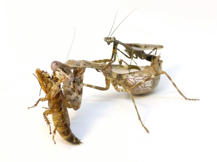 Parasphendale SP.