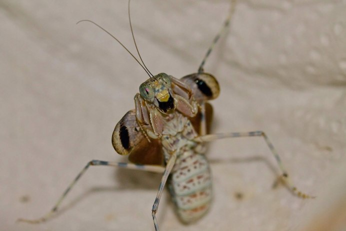 Богомол Sphodromantis Centralis