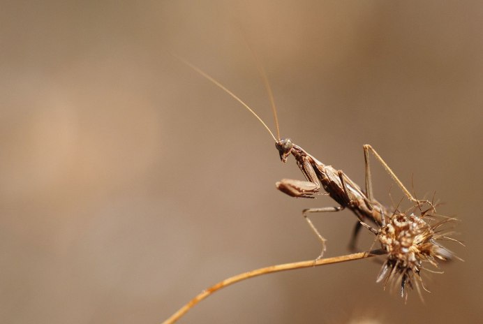 Centrobunus braueri