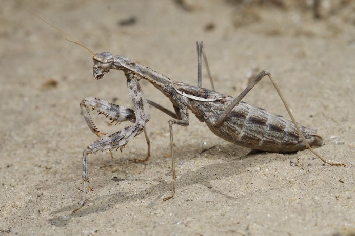 Bolivaria brachyptera (боливария короткокрылая)