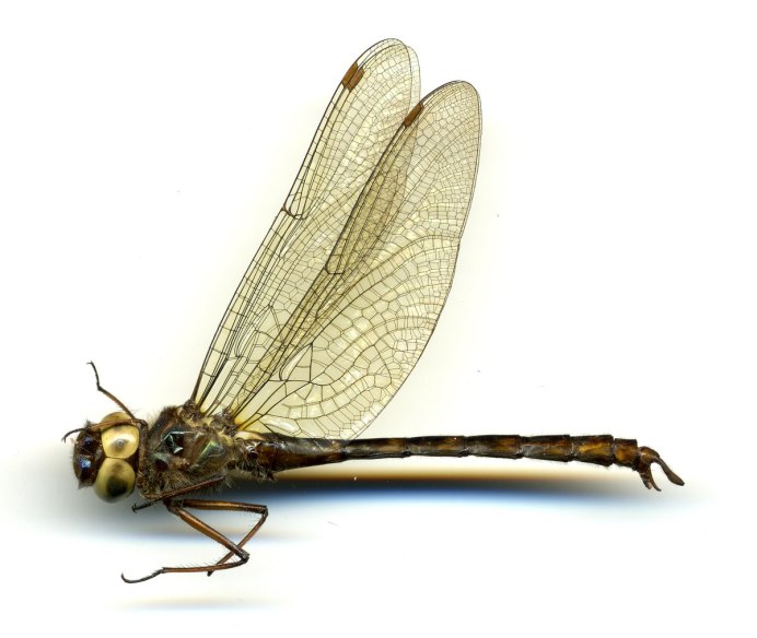 Parasphendale SP. Tanzania