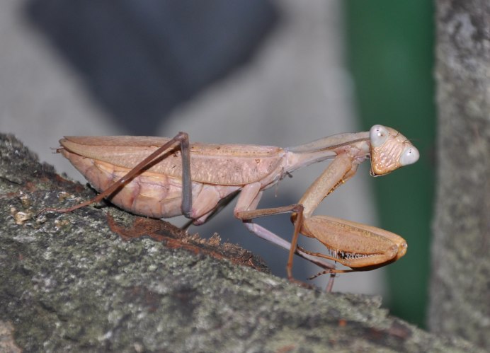 Severinia turcomaniae и Rivetina Nana богомолы