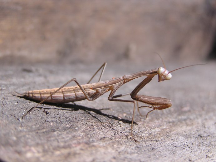 Bolivaria brachyptera