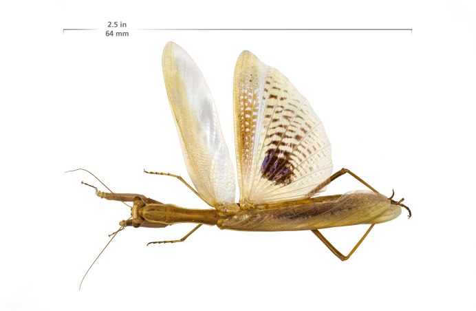 Hymenopus coronatus самка l3