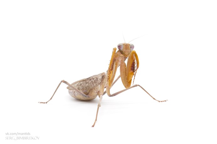 Acromantis formosana