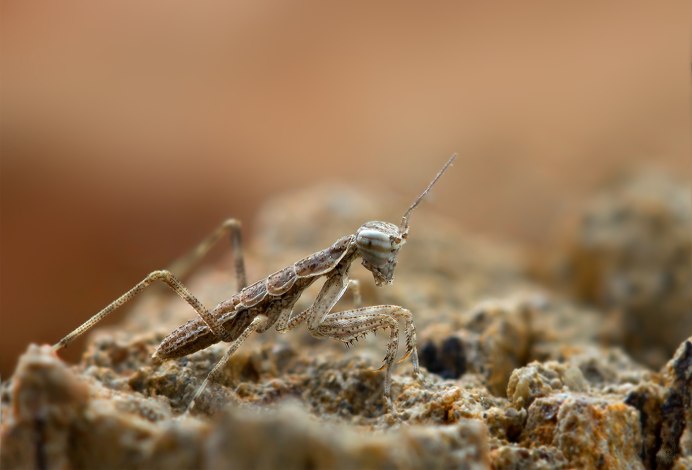 Rivetina Nana