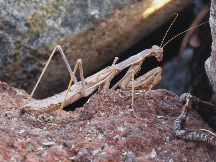 Tenodera angustipennis