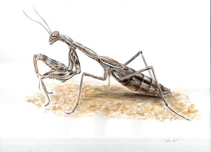 Bolivaria brachyptera