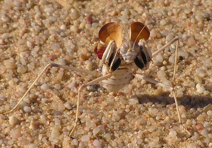 Eremiaphila braueri