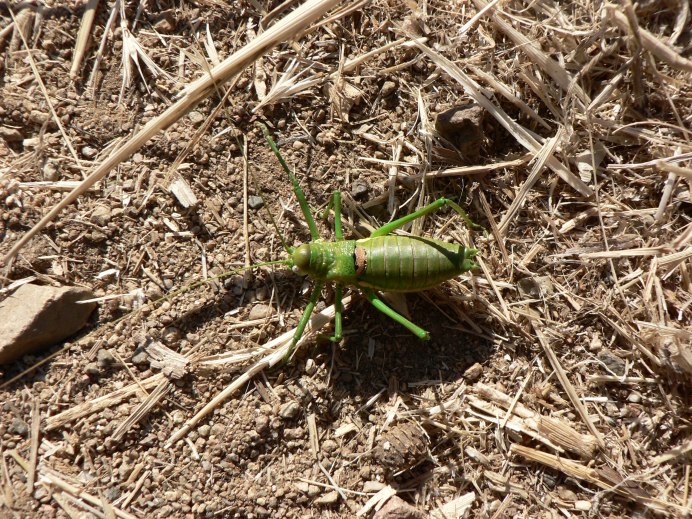Африканский короткокрылый богомол Parasphendale SP