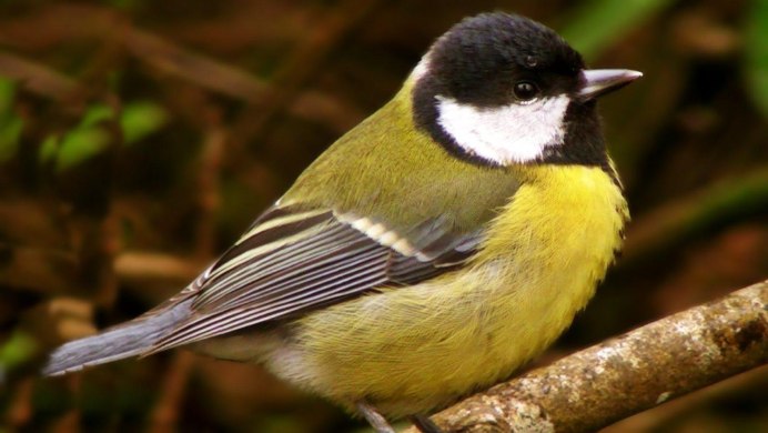 Синица Московка (Parus ater)