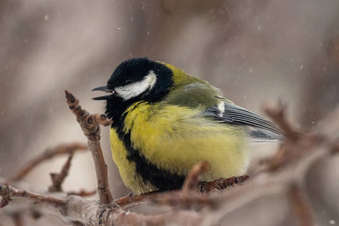 Синица Parus Major