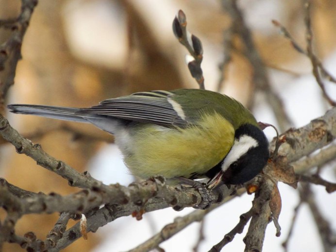 Cyanistes cyanus белая лазоревка