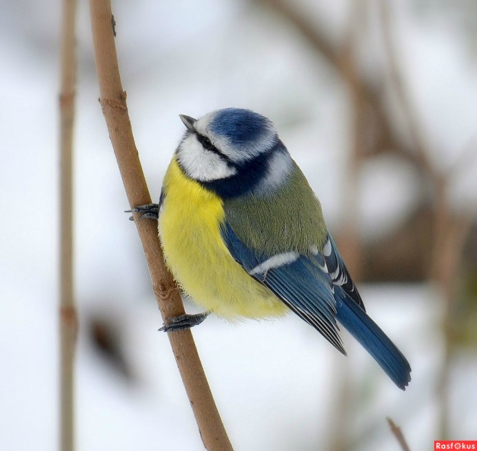 Синица серая (Parus cinereus)
