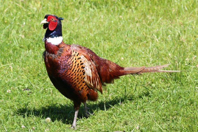 Ring necked Pheasant