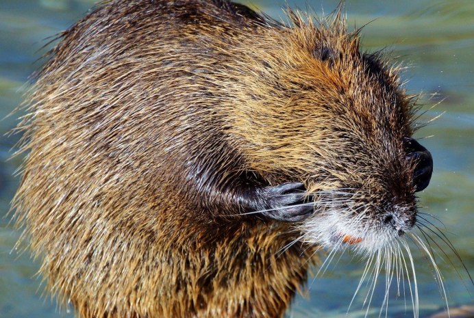 Nutria выдра